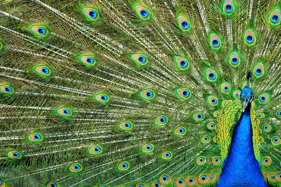 Peacock Tailfeathers