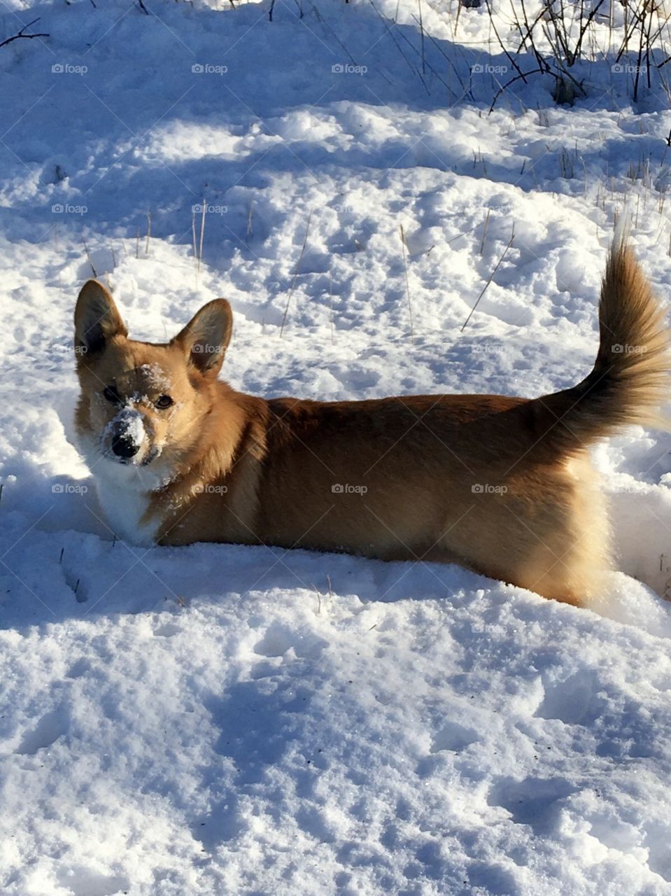 Corgi in the snow!