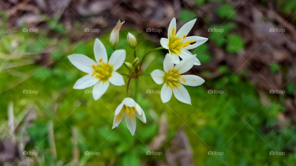 White spring flowers blooming in the morning.