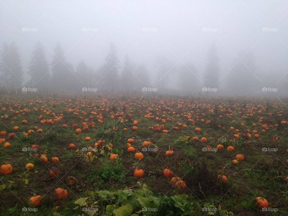 Pumpkin Patch 