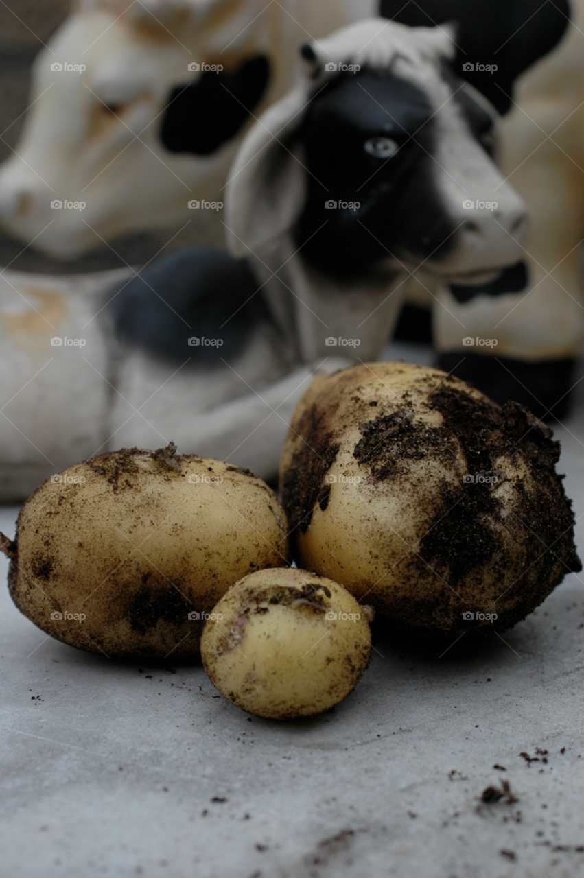 cow potato by ibphotography