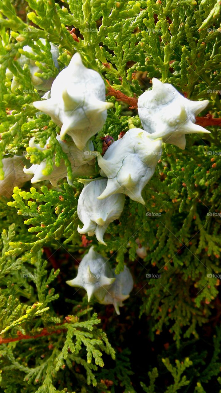 Quirky Cedar tree berries