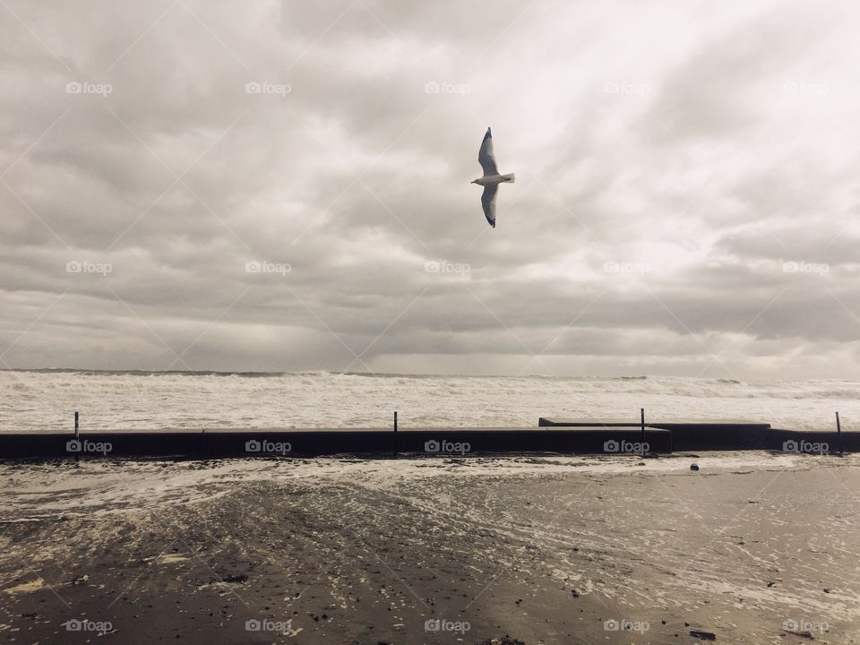 Seagull at beach 