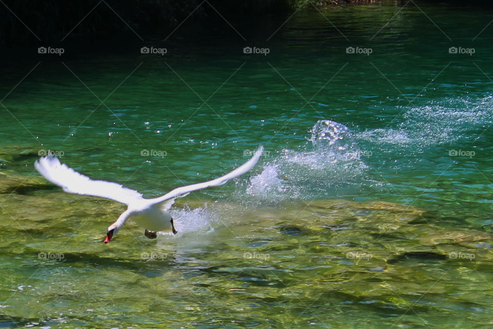 Swan flying