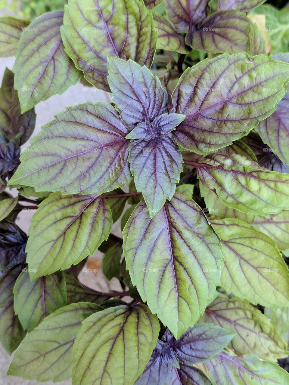 pretty purple basil