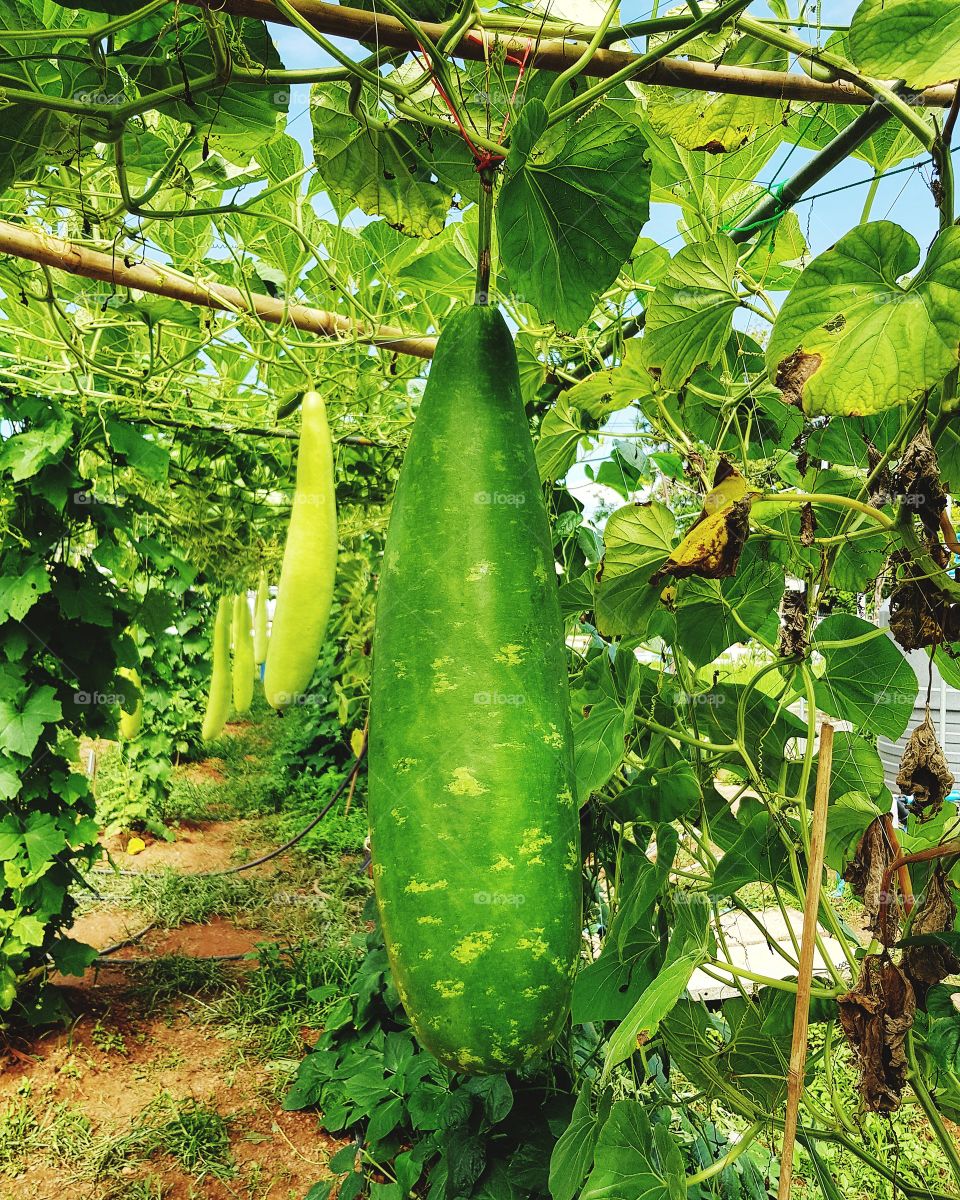 Winter melon vegetables in farm