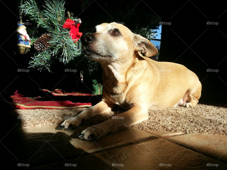 Dingo waiting for Santa 