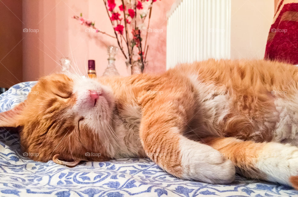 Orange Cat Sleeping At Home