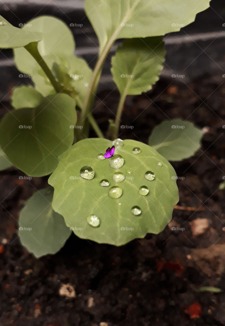 dew and butterfly cabbage