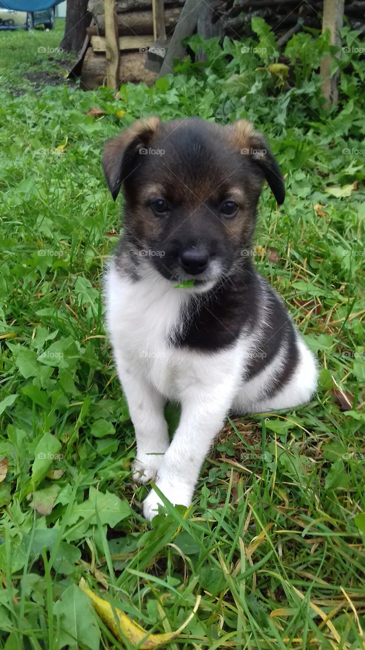 My panda