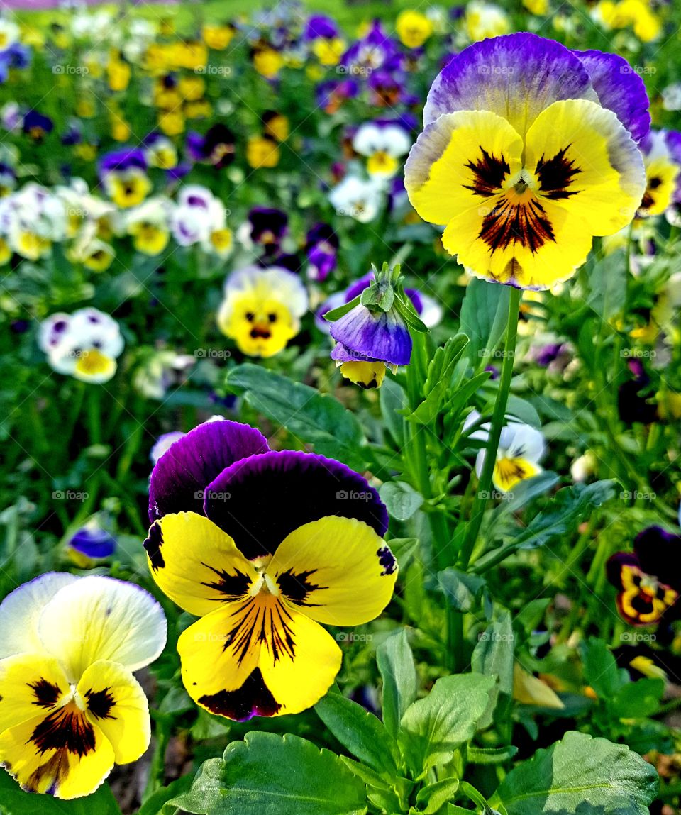Genus Viola violets
