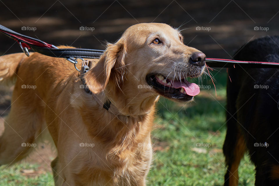 Smiling Golden at the Park