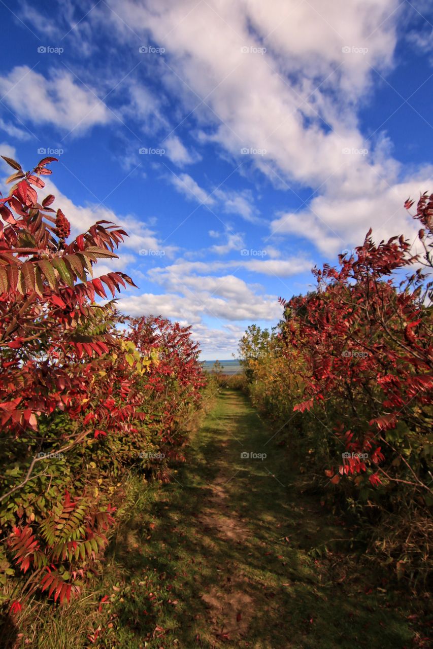 Empty path along with maple plants