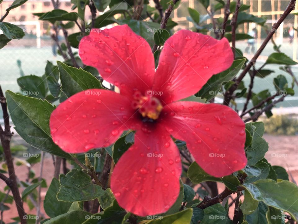 Beautiful red flower 
