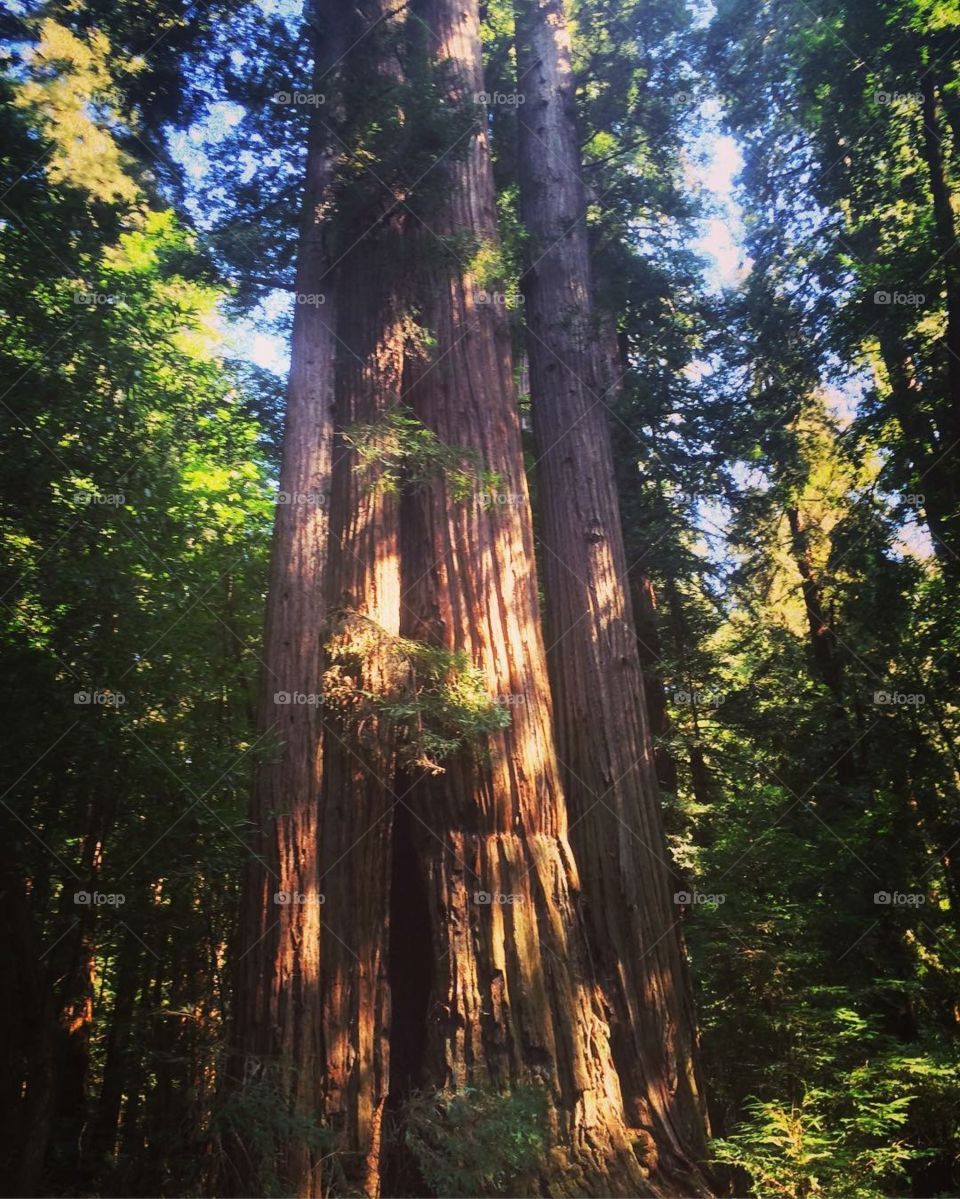 Redwood Tree. California.