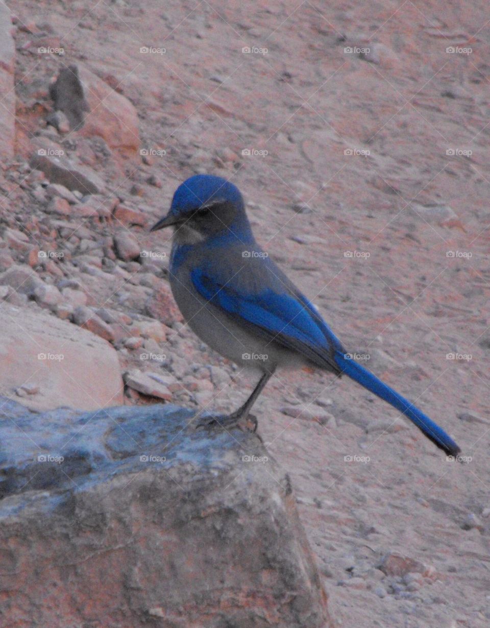 Bluebird in Grand Canyon