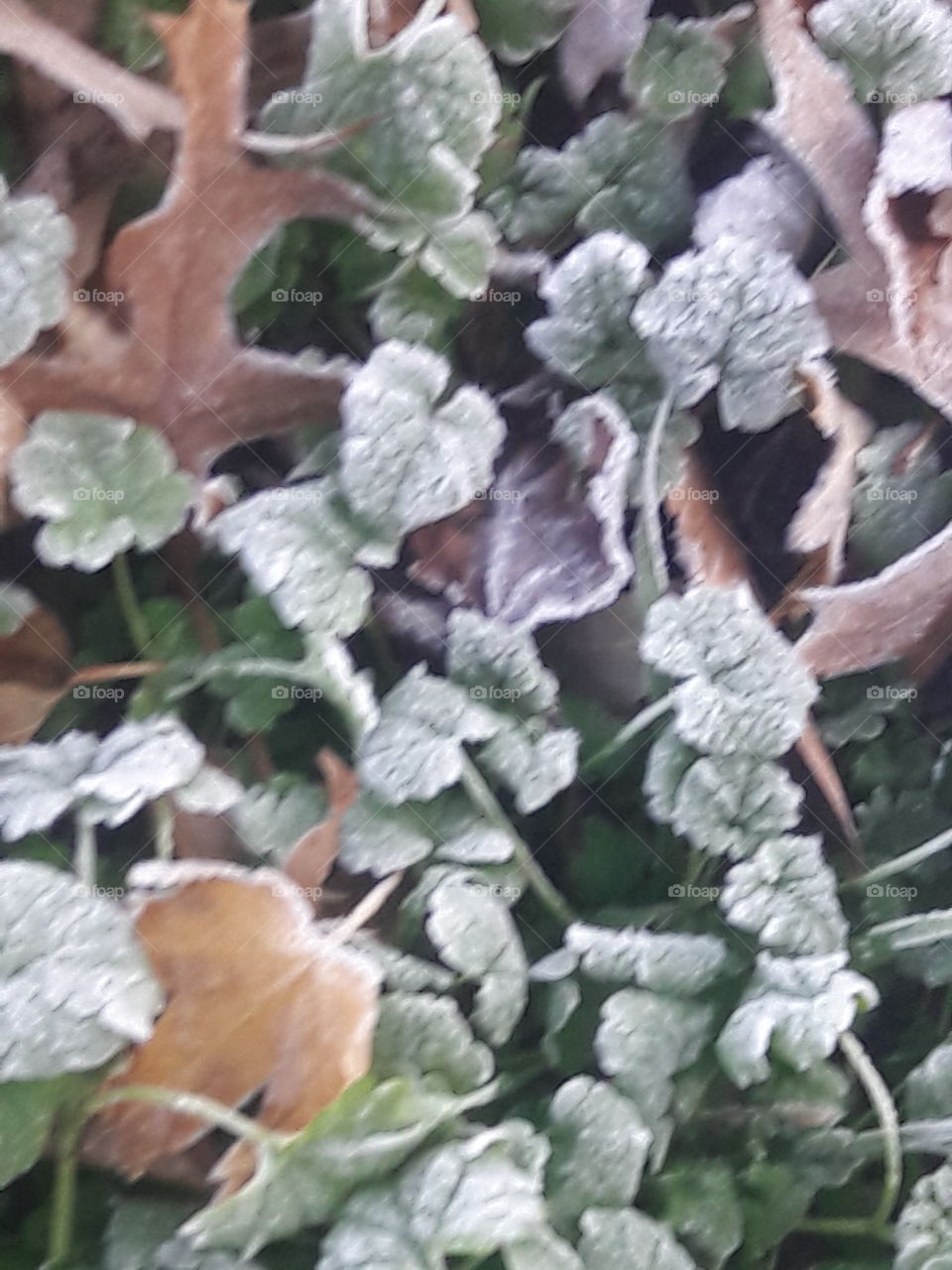 frost on the grass and leaves