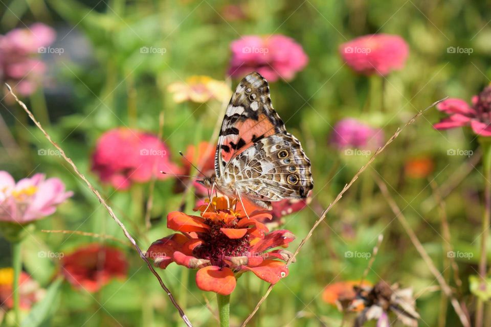 Butterfly Garden