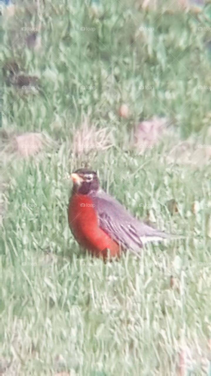 Robin on the grass