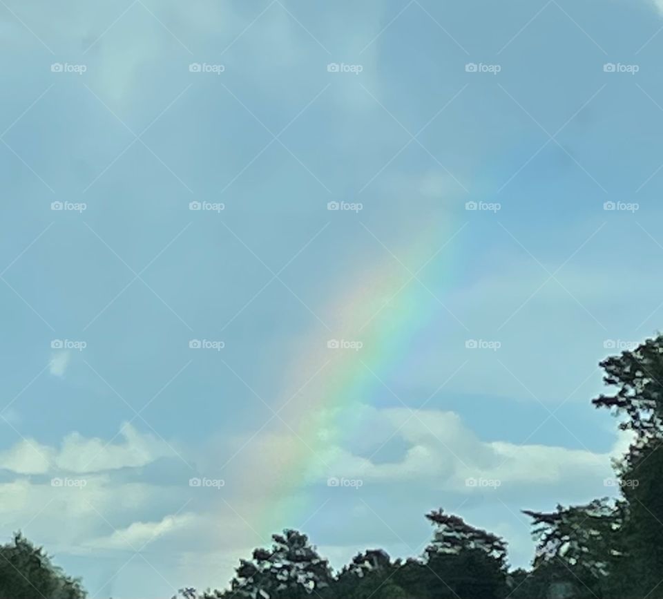 Louisiana Rainbow 