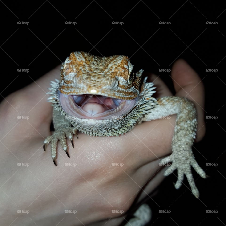 Person's hand holding lizard