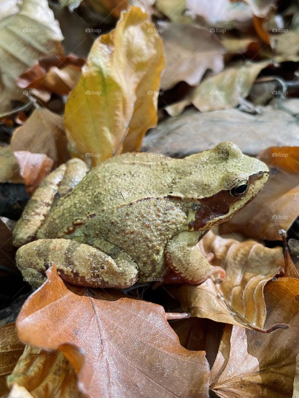 frog in leaves