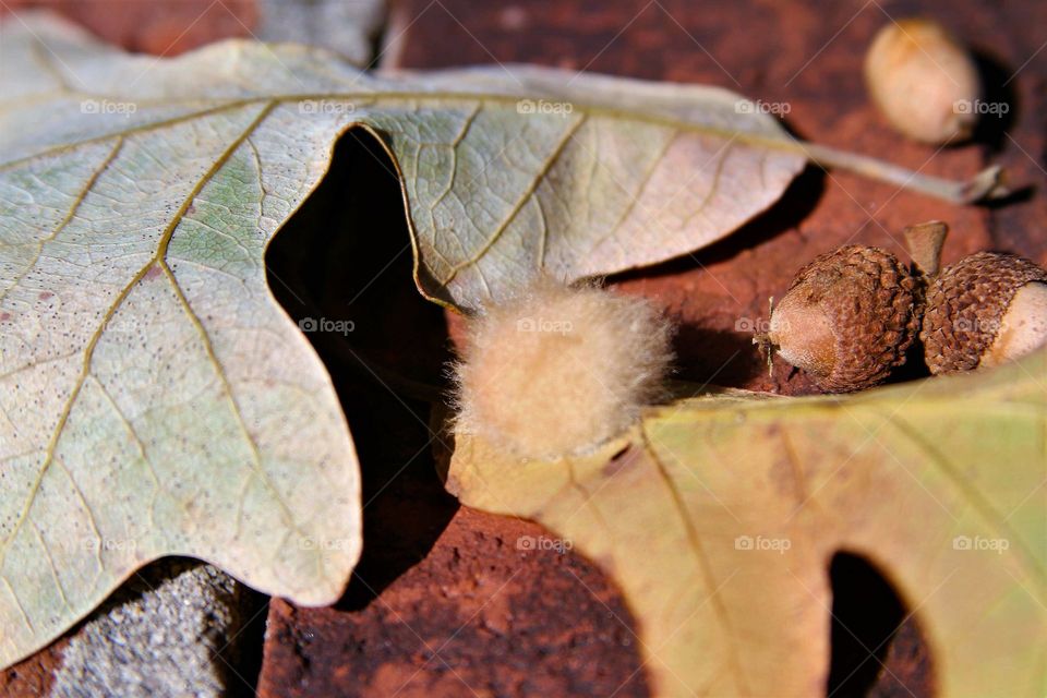 leaves, acorns and fluffy egg.