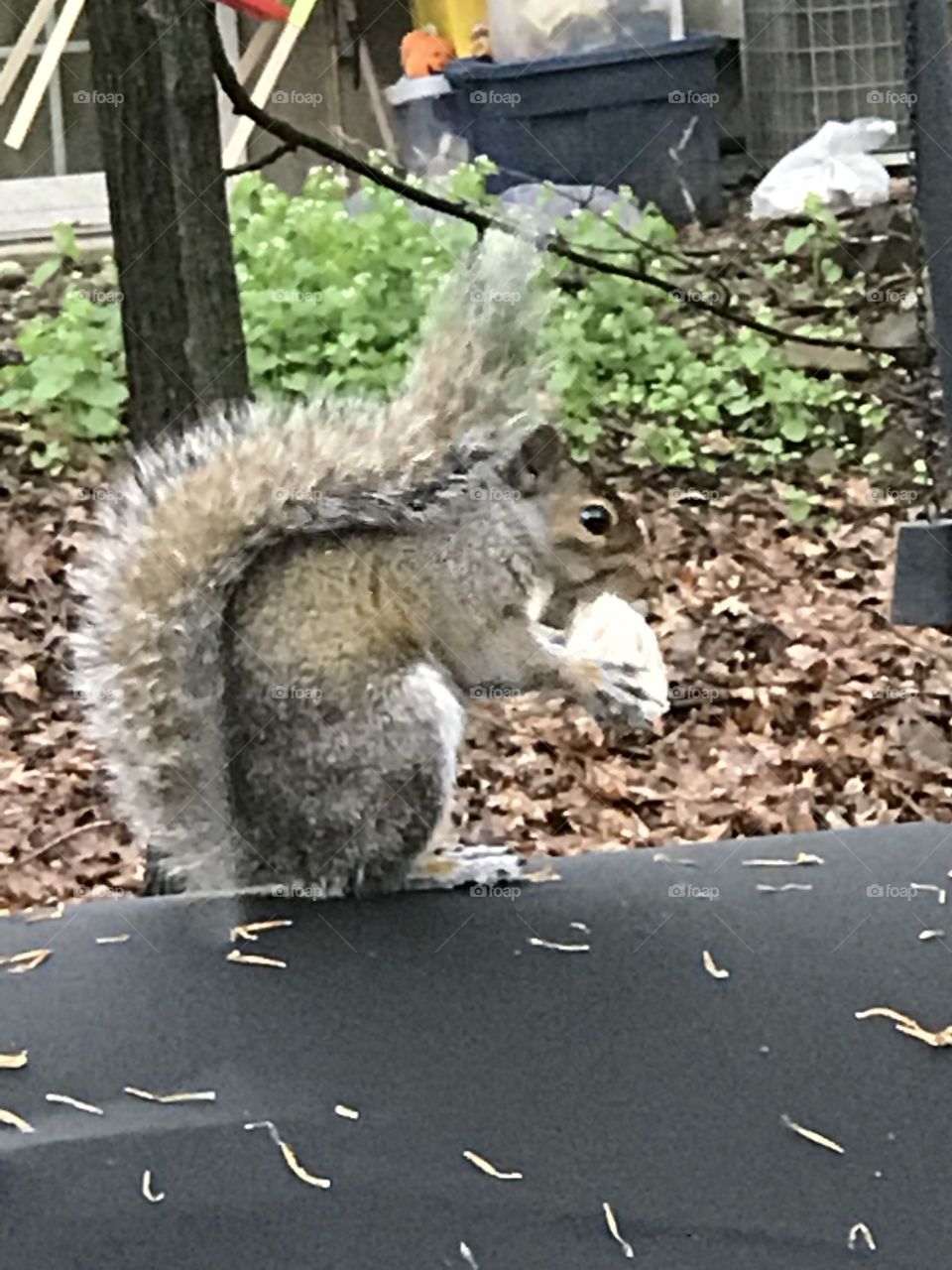 Squirrel’s lunchtime