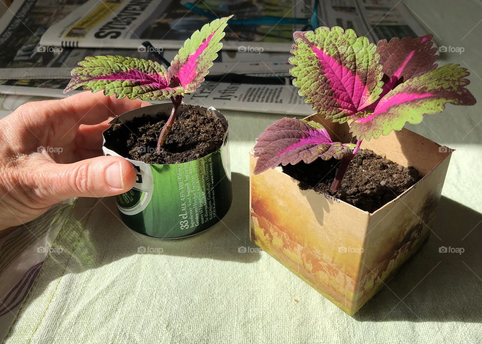 Homemade plants