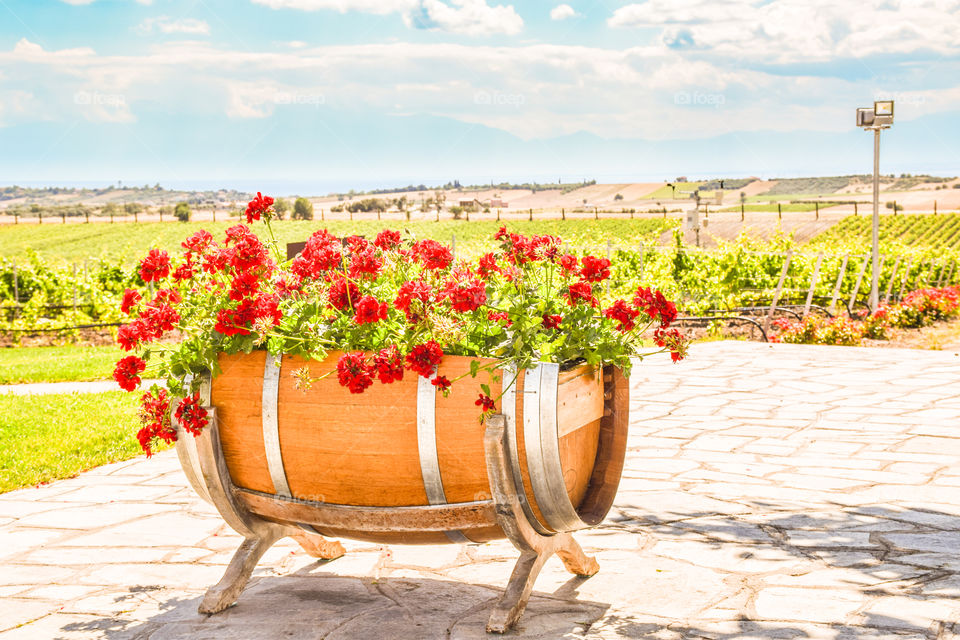 Wooden Barrel Flower Pot With Red Bright Geraniums
