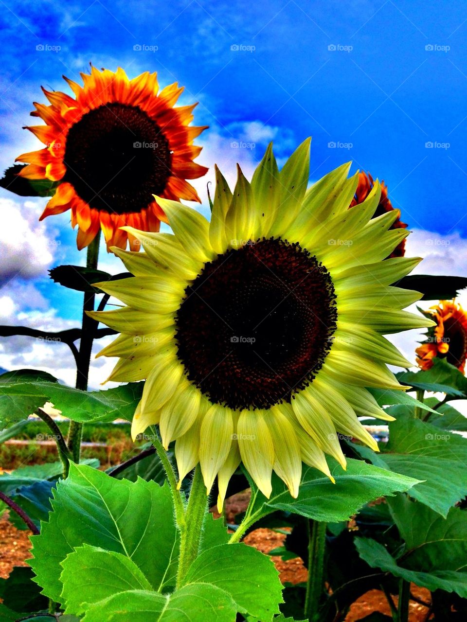 Sunflowers