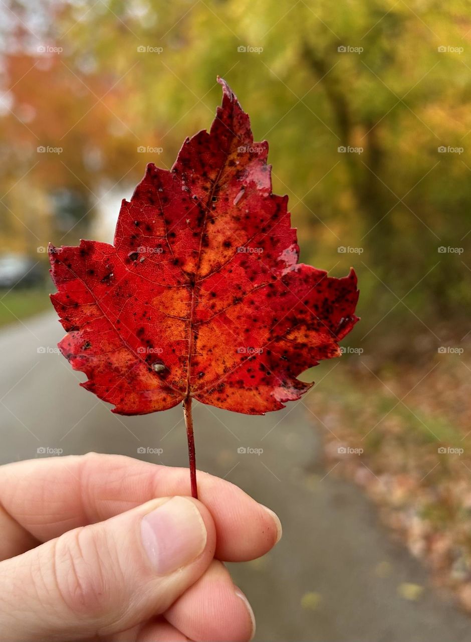 The beauty of an autumn leaf