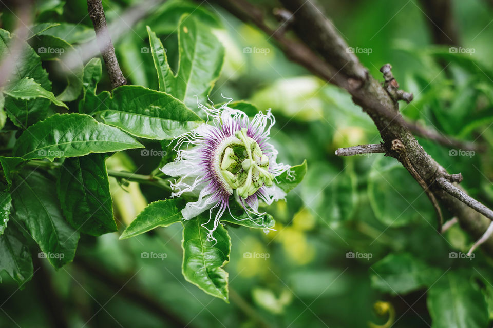 The blooming of beautiful passion flower