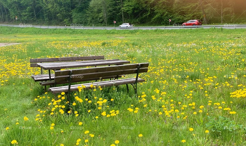 Yellow flowers meadow landscape with an empty bench near a speed road