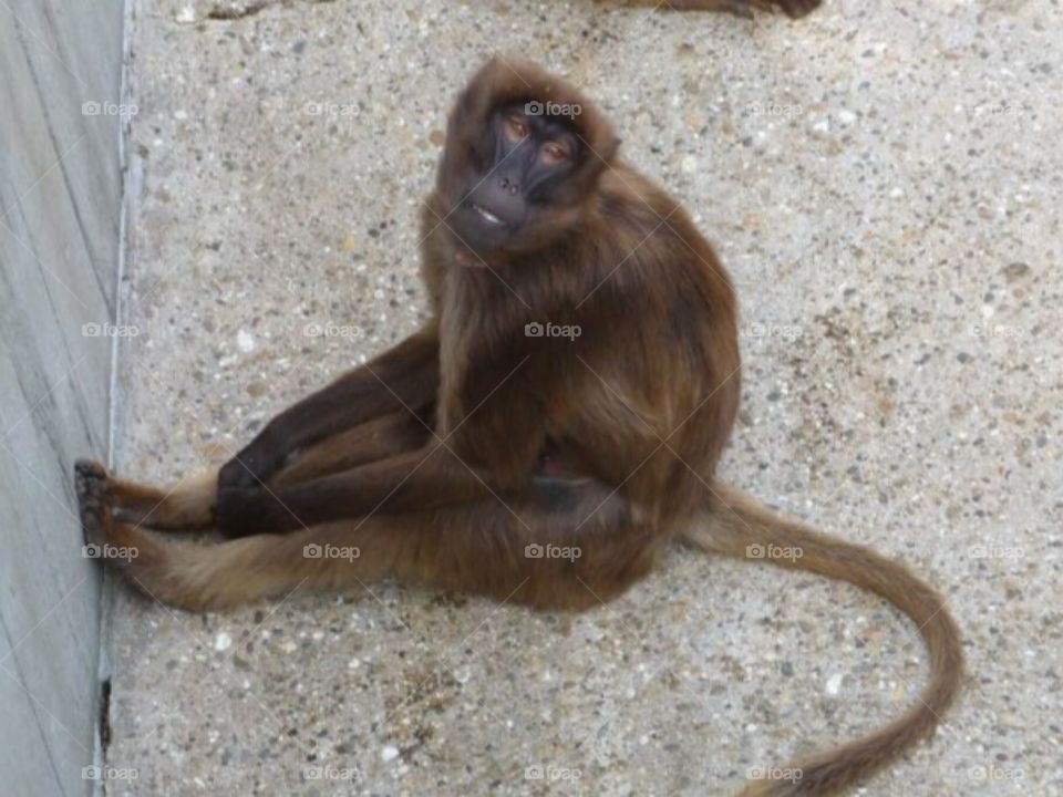 Cute lazy monkey at the zoo!