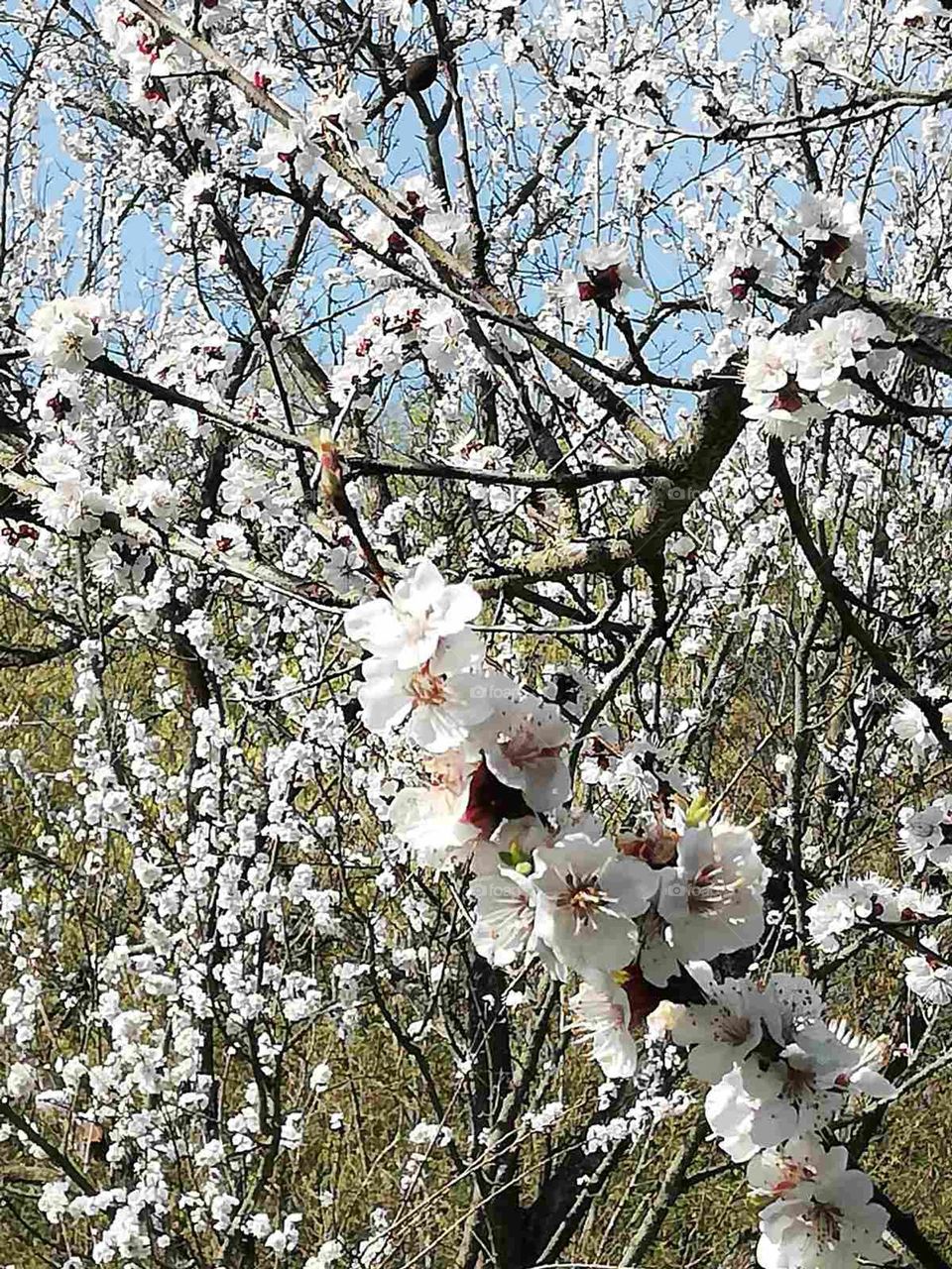 Beautiful spring flowers