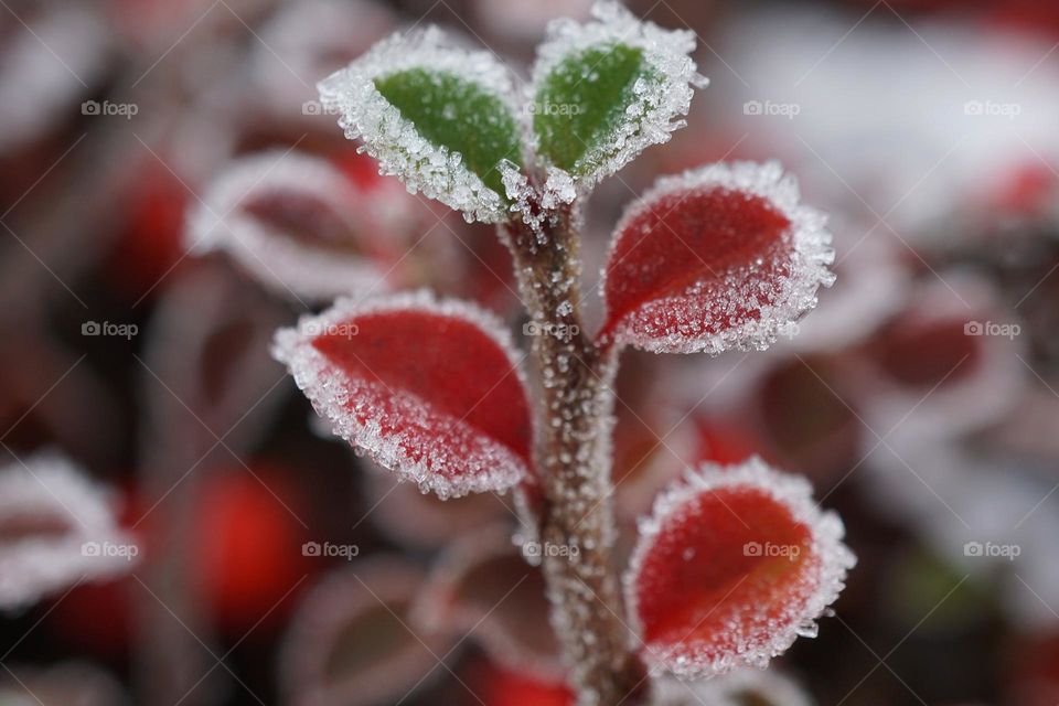 Frosty weather 