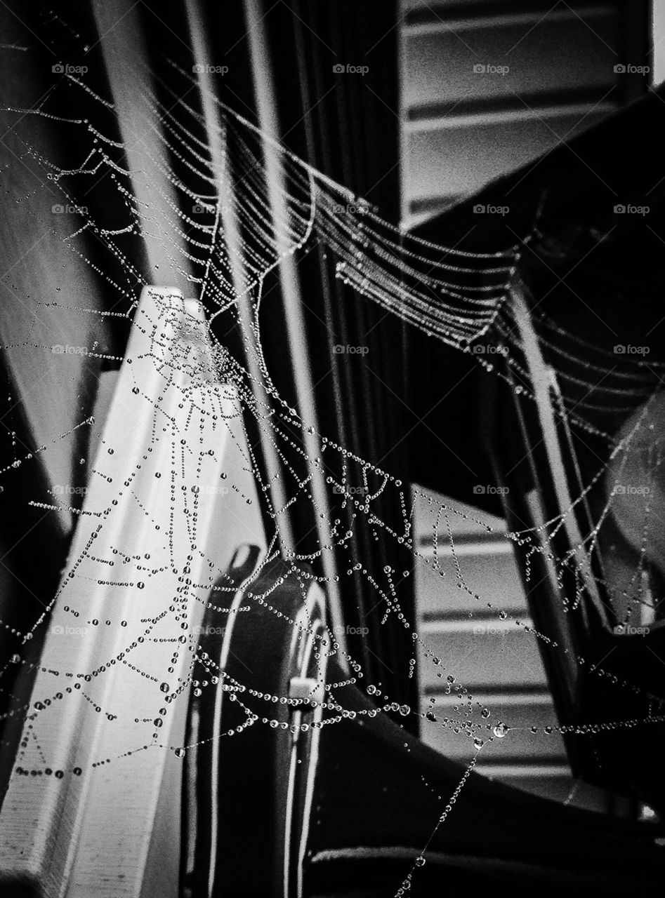 Spiderweb