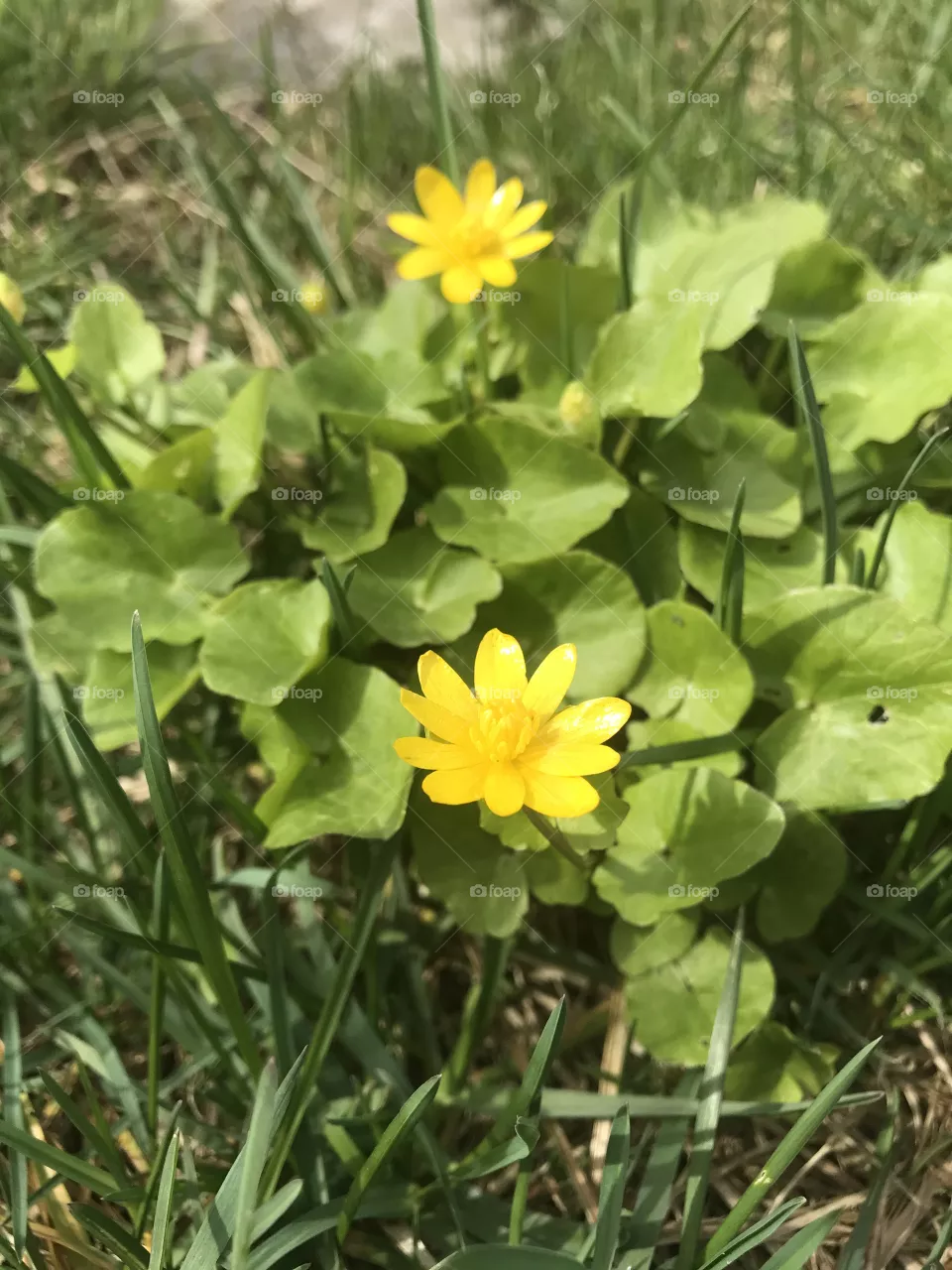 Spring