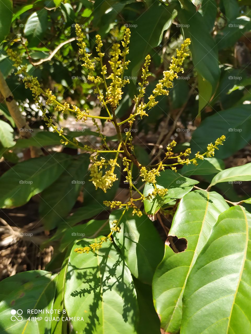 Leaf, Nature, Tree, Flora, Flower