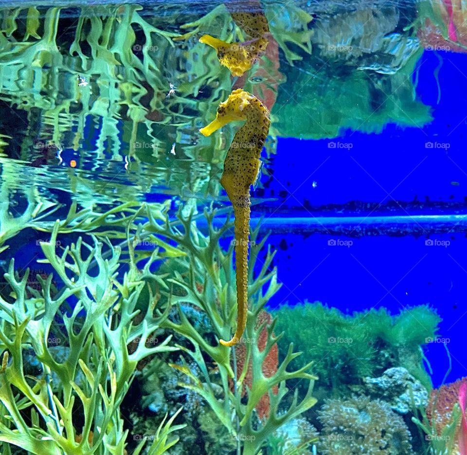 Seahorse