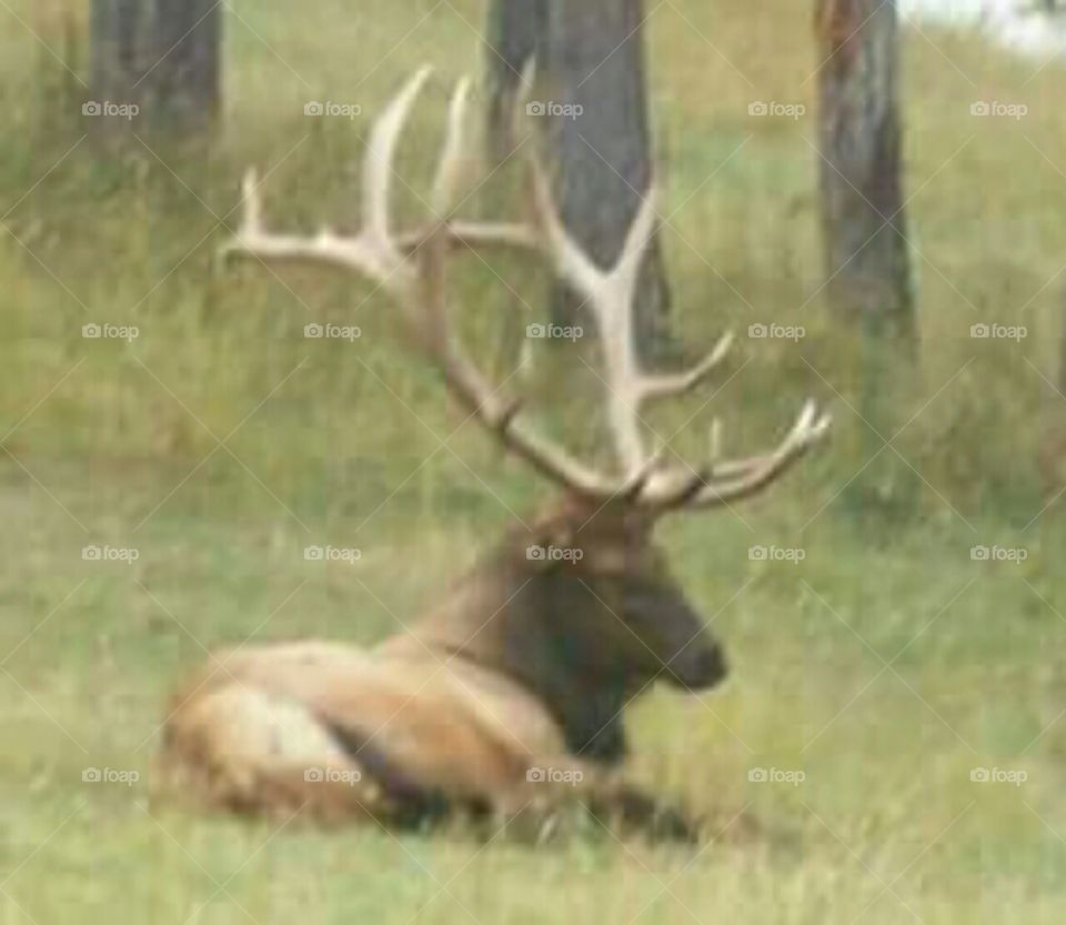 Wow, look at those antlers!  
Bear Country USA, South Dakota