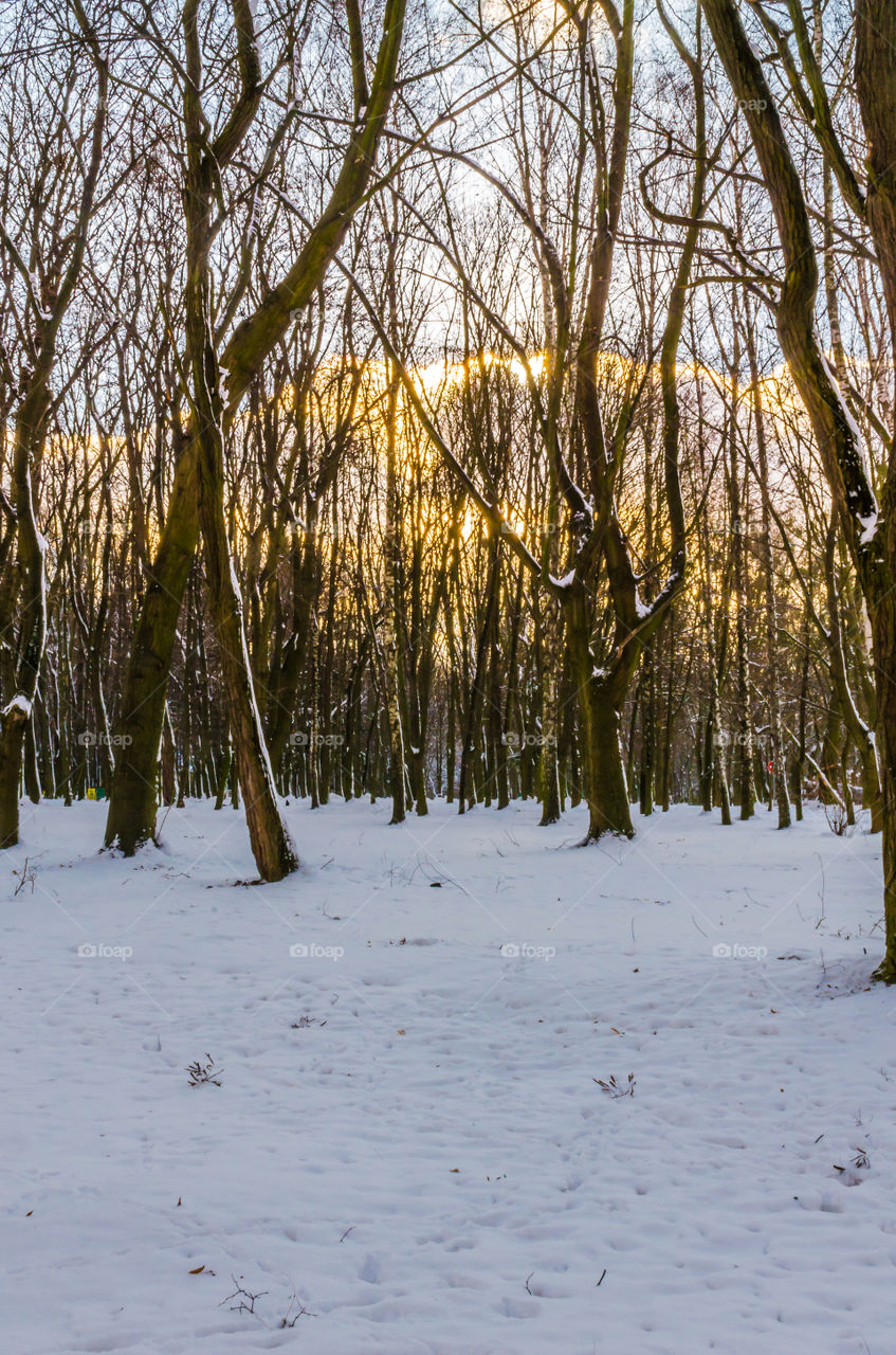 winter landscape