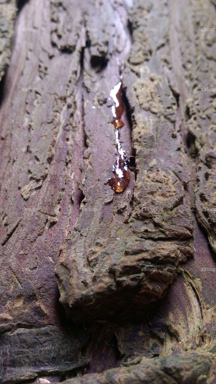 Tree Sap