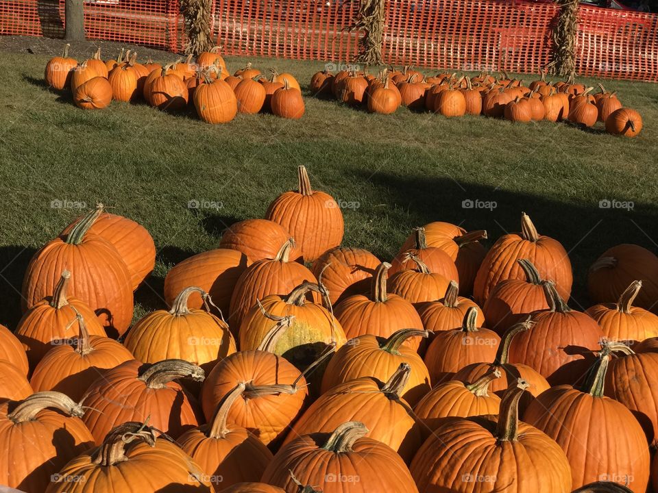 Fall pumpkin patch 