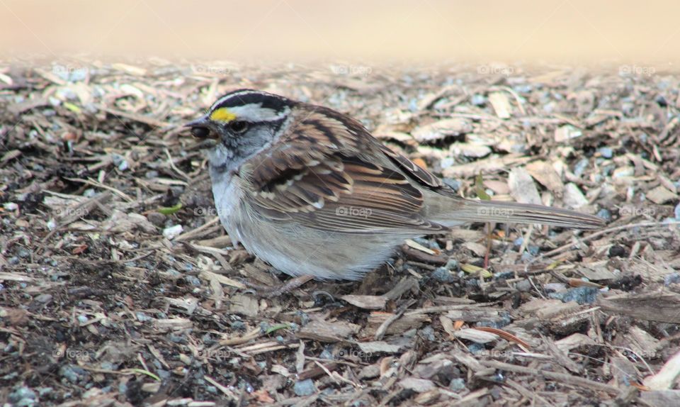 White-throated sparrow on wood chips with berry 