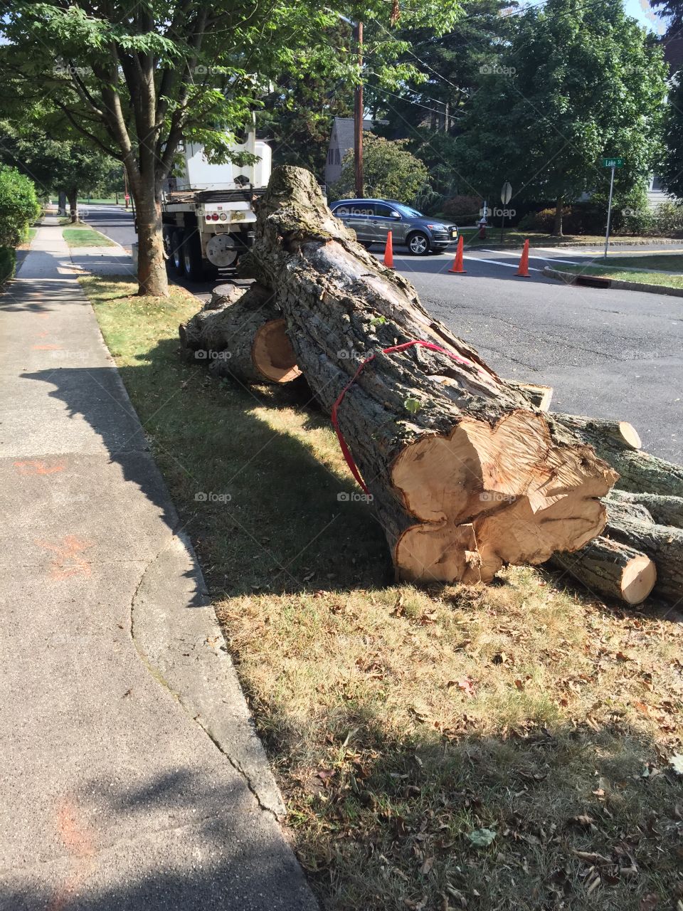 Lumber of tree logs