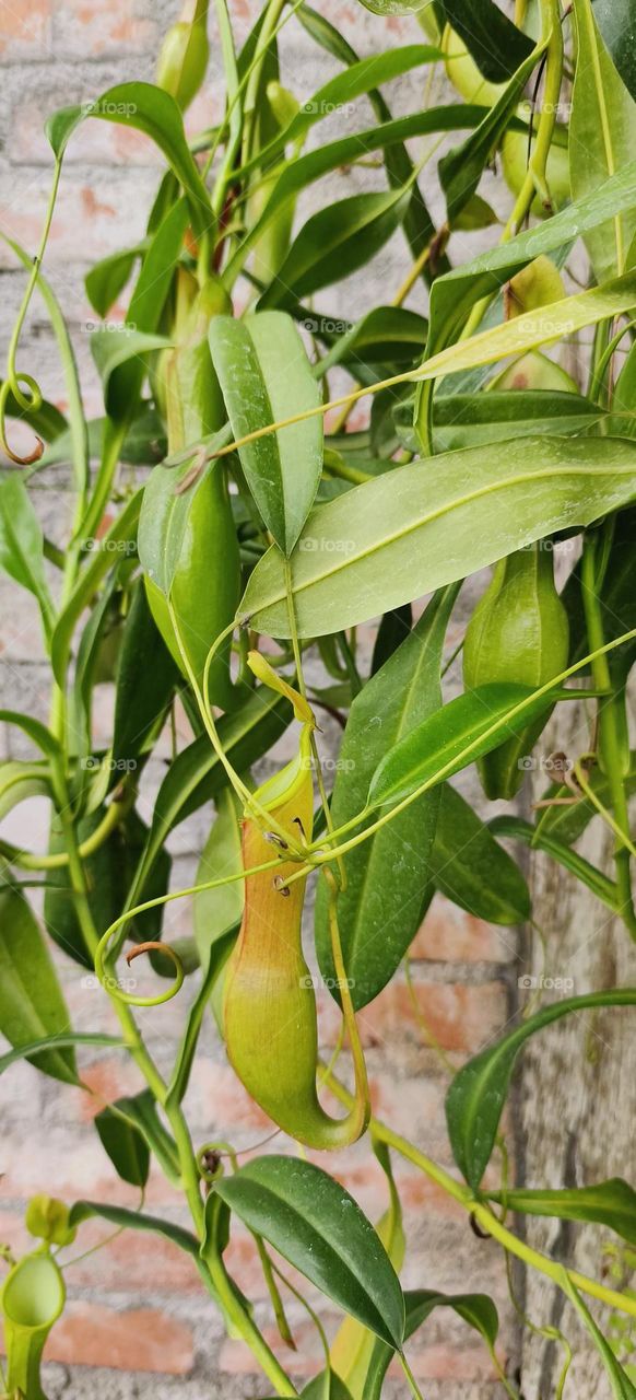 Taiwan Qingshan Farm, Carnivorous Plants, Nepenthes