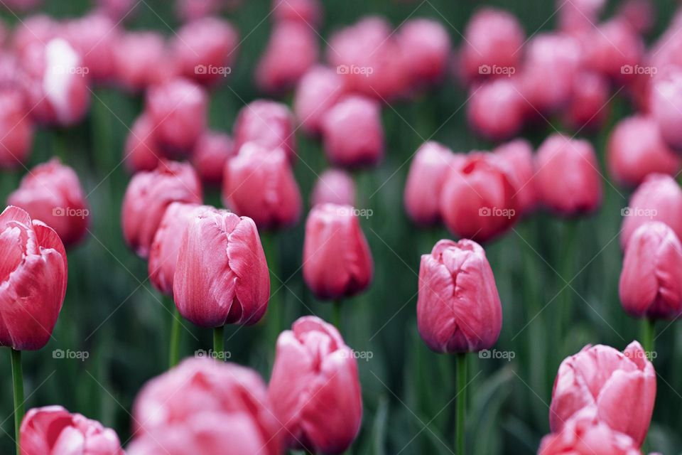 Pink tulips 