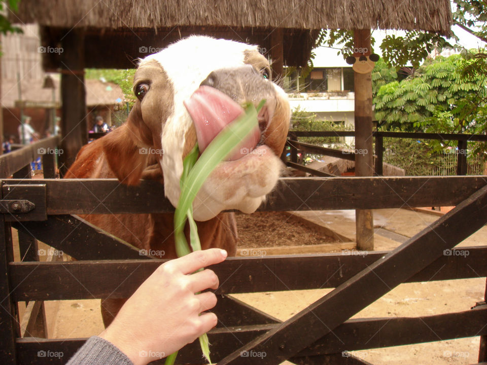 uma vaca sendo alimentada.